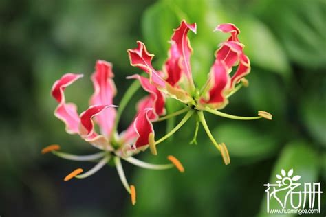 漂亮的高清百合花图片，超美的嘉兰百合 - 花语网