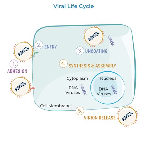 Image result for Viral Replication Process