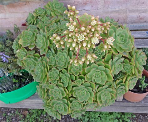 Aeonium haworthii en flor - Plantas Suculentas