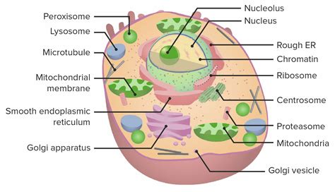The Cell: Organelles | Concise Medical Knowledge