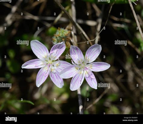 Spring beauty wildflower claytonia virginica hi-res stock photography ...