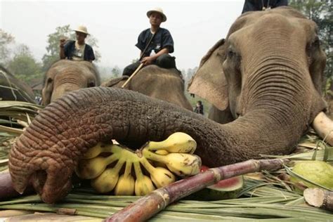 大象旅游业背后，被损害的它们和他们| 果壳 科技有意思