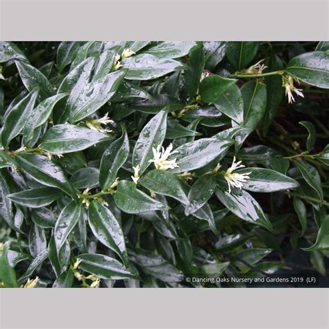 Sarcococca confusa, Sweet Box – Dancing Oaks Nursery and Gardens