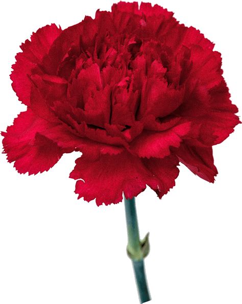 Download Vibrant Red Carnation Flower | Wallpapers.com