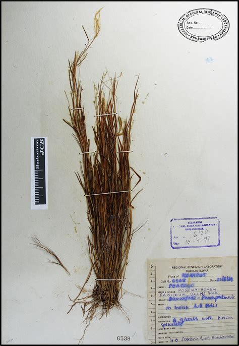 Herbarium JCB