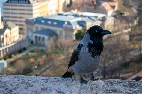 Image result for Crow Front View