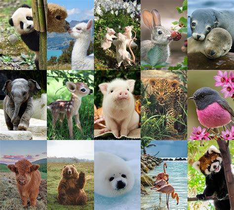 Animals Collage Pictures