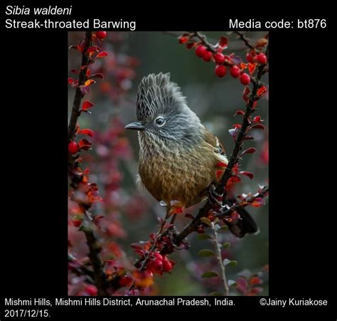 Sibia waldeni (Godwin-Austen, 1874) - Streak-throated Barwing | Birds