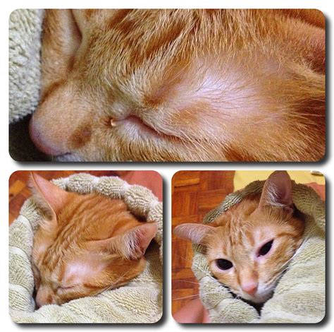 I was teary-eyed! ~ PAWsome Cats