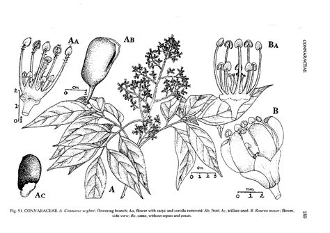 Herbarium JCB