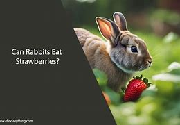Image result for Can Rabbits Eat Strawberries