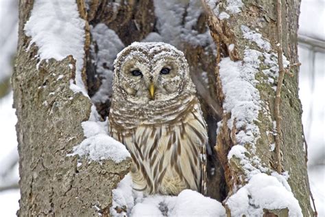 Preschoolers: Owl Moon, 6975 E Livingston Ave, Reynoldsburg, OH, United ...