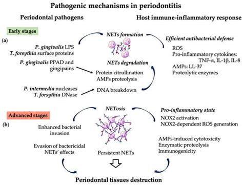 Local Drug Delivery Systems as Novel Approach for Controlling NETosis ...