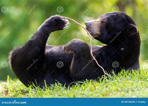 Sun Bear, Helarctos Malayanus, Beautiful Dangerous Animal From Asian ...