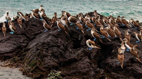 Blue-footed booby - Galapagos Conservation Trust