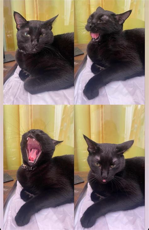How many nicknames do you have for your cat/s? This is Venus. Hers are Stinky, Venebeanie ...