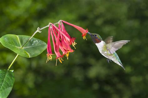 What Flower Do Hummingbirds Like: We Have the Answer!