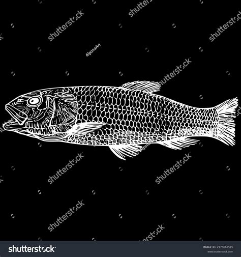 Image result for Extinct Fish Models