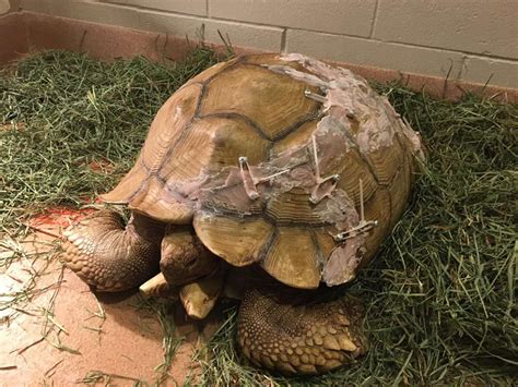 Tortoise Bottom Shell Fell Off 的图像结果