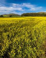 Image result for Bunnies in Spring Time