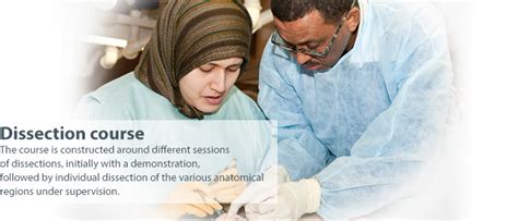 Image result for Hand Dissection