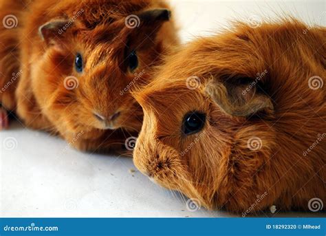 Guinea Pig Pets stock photo. Image of mammal, brown, cobaya - 18292320