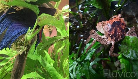 Image result for Windelov Java Fern