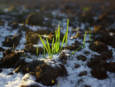 Grow Grass Seed in Winter With This Guide