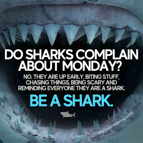 shark monday meme - do sharks complain about monday? no they are up ...