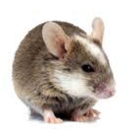 Frozen African Soft Fur Rats (ASFs) - The Dragon Lair