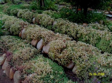 ardabora / Sedum Bahçem - agaclar.net