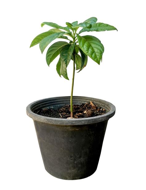 Indoor Avocado Tree Care (That Actually Bears Fruit) - The Practical Planter