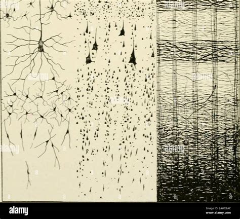 Cerebral Cortex Layers