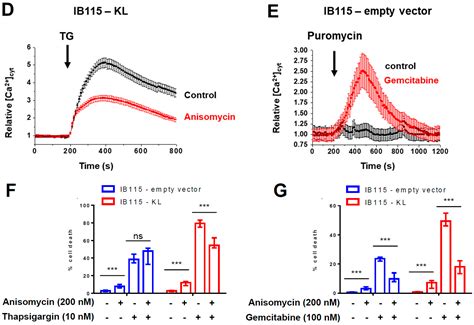 The Role of the Anti-Aging Protein Klotho in IGF-1 Signaling and ...