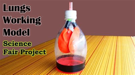 Image result for Lung Model Science Fair