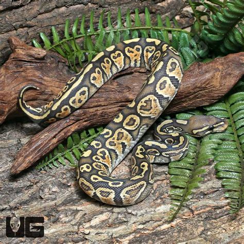 Image result for Rainbow Ball Python