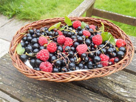 Free Images : nature, plant, raspberry, fruit, berry, summer, ripe ...