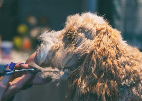 Image result for Cockapoo Tailess