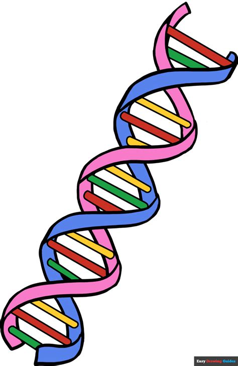 DNA Model Drawing 的图像结果