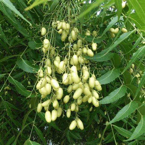 Árbol De Neem: Beneficios, Cultivo Y Usos | Guía De Arbolado