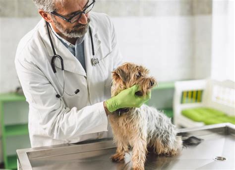 Bacterial Infection (Streptococcus) in Dogs | PetMD
