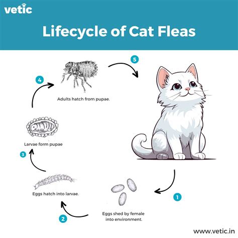 Why Is My Cat Flea Treatment Not Working at Curtis Knudsen blog