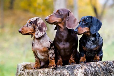What Age Is A Miniature Dachshund Full Grown