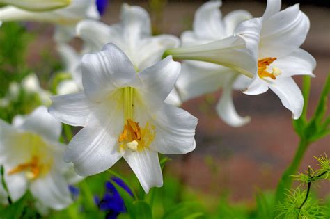 Easter Lily Growing Together: Potatoes On Good Friday, Lilies On