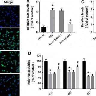 H2O2 HT22 的图像结果
