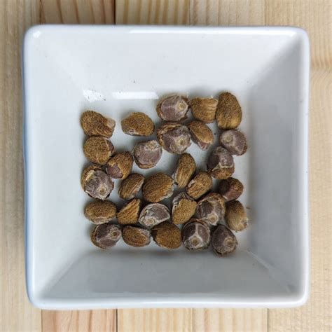 Prickly Poppy (Argemone mexicana) seeds