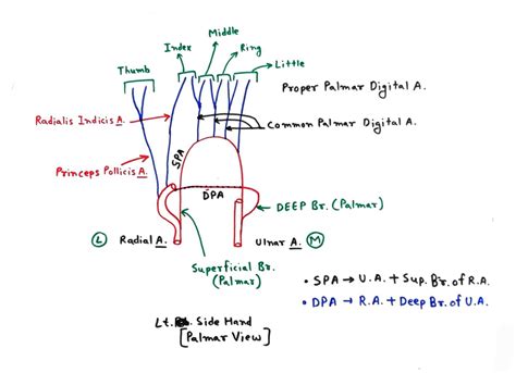 Palmar arch - TCML - The Charsi of Medical Literature
