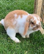 Image result for Blue Eyed English Lop