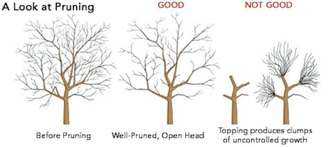 Apple Tree Pruning Guide 的图像结果