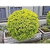 Golden Duranta Hedge Plant | Yellow Duranta Plant For Decoration ...